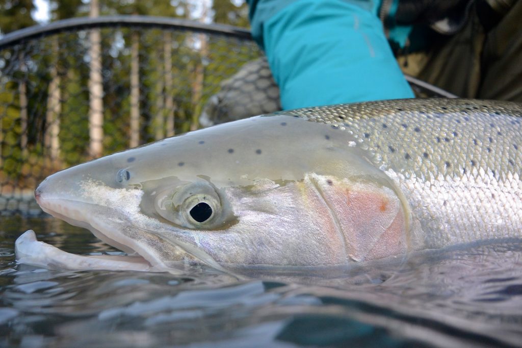 Washington State Winter Steelhead Not much like hooking one of