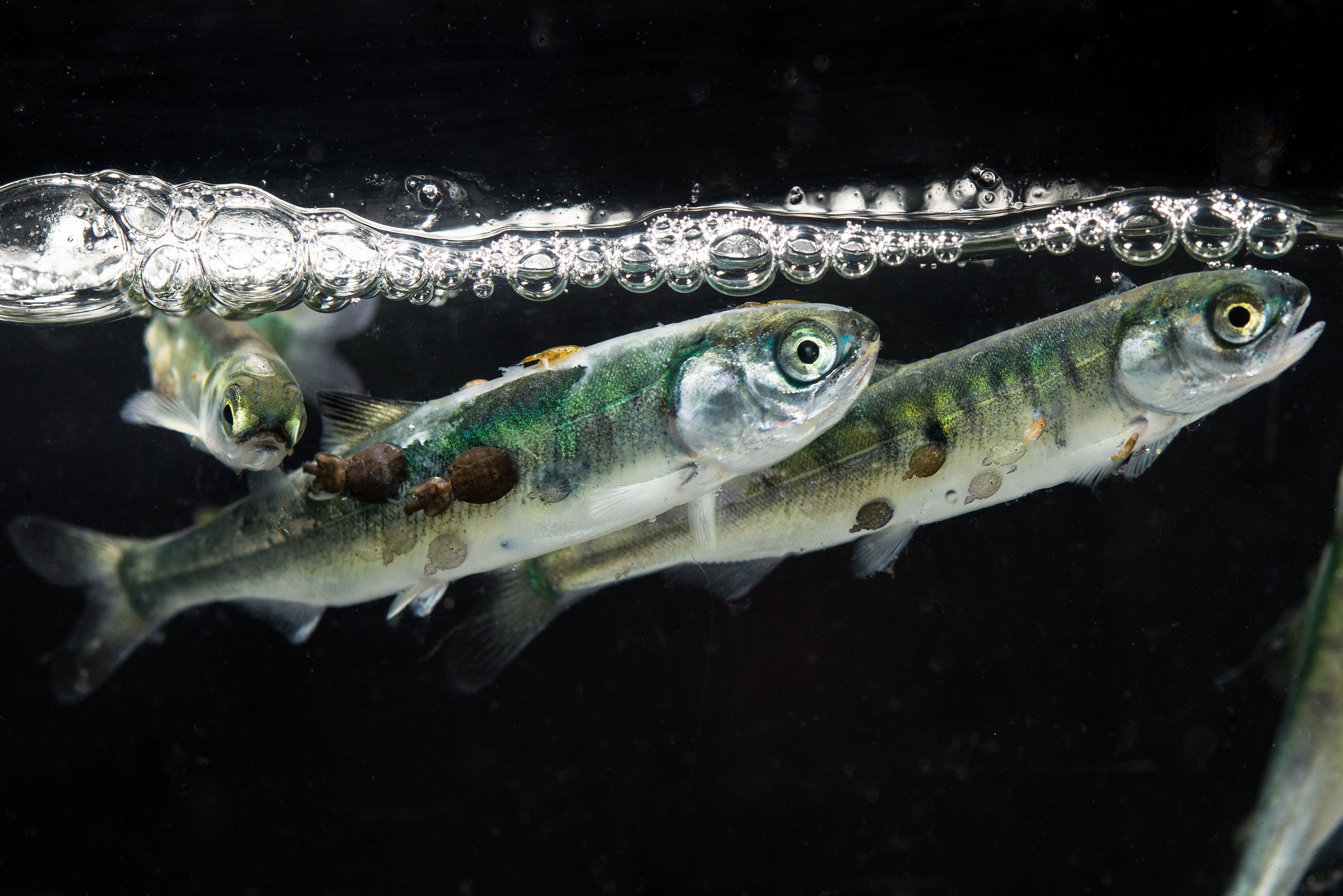 Historic Decision Ends Atlantic Salmon Farming in Waters of BC’s Discovery Islands